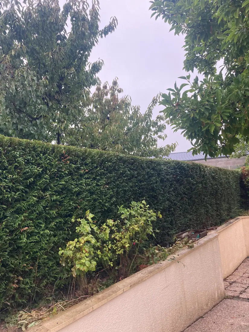 Haie de thuyas taillée et arbres fruitiers dans un jardin à Caen