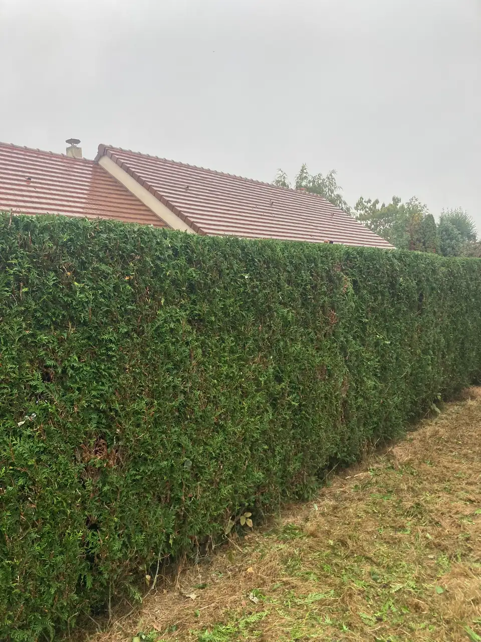 Haie de thuyas taillée devant une toiture de tuiles à Caen